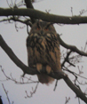 Eagle Owl